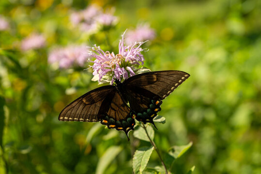 Dark morph female Eastern tiger swallowtail butterfly (Papilio glaucus) nectaring on a bee balm flower, highlighting its distinctive dark wings and pollinator behavior.