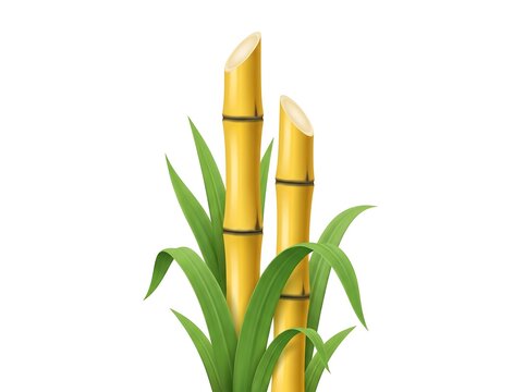 Sugar cane stalks with green leaves isolated on white background