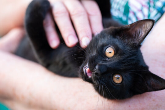 Playful Black Kitten Gently Biting Human Finger