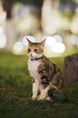 Tabby kitten sitting on grass in park © Nori