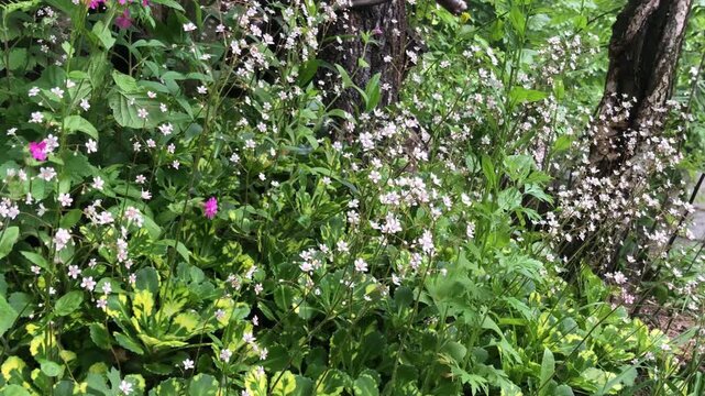 small white flowers, flowering saxifrage