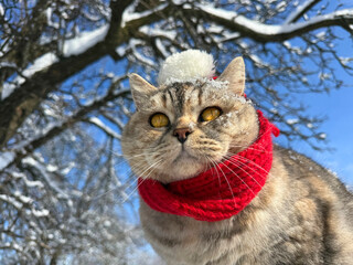 Funny cat looking at the snow in winter © OLENA LIALINA