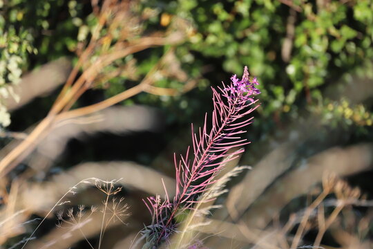 Rosebay Willowherb (Epilobium angustifolium) Blooming in Natural Habitat