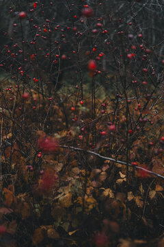 View of rose hips on bare branches amidst autumn leaves in Vormsi, Laane County, Estonia.