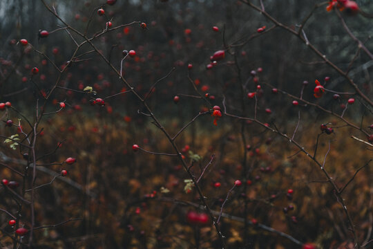 View of rose hips on thorny branches in the autumn landscape of Vormsi, Laane County, Estonia.
