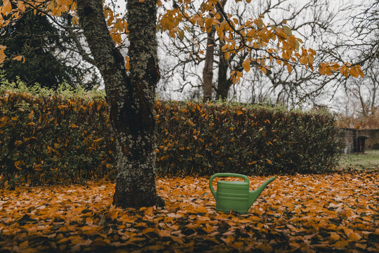 View of a green watering can resting on a ground covered with vibrant orange autumn leaves near a tree trunk and a hedge in Vormsi, Laane County, Estonia.