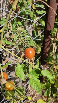 Mano revisando tomate cherry rojo maduro en la planta