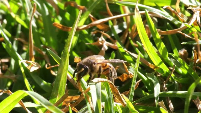 Abeja limpi&aacute;ndose las patas sobre el pasto verde