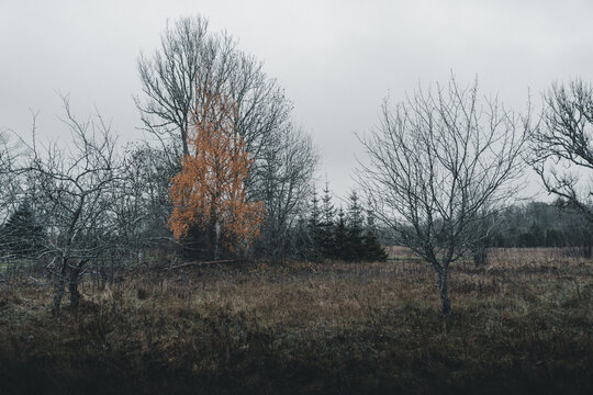 Laane County, Estonia - 31 October 2024: View of a tree with vibrant orange autumn leaves among bare trees and conifers in a field under an overcast sky on Vormsi island.