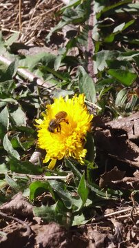 Abeja recolectando polen en flor de diente de le&oacute;n