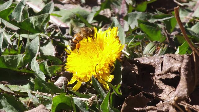 Abeja polinizando flor amarilla de diente de le&oacute;n y volando