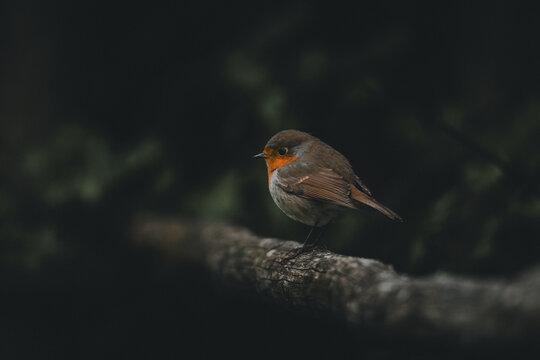 View of a European robin perched on a mossy branch in a forest setting in Vormsi, Laane County, Estonia.