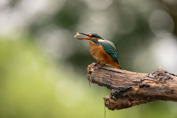 Zimorodek zwyczajny (Alcedo atthis) z niewielką zdobyczą w dziobie, siedzący na spróchniałej gałęzi.   © MarcinRoj.Fotografia
