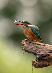 Zimorodek zwyczajny (Alcedo atthis) z niewielką zdobyczą w dziobie, siedzący na spróchniałej gałęzi.   © MarcinRoj.Fotografia