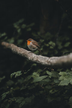 View of a European robin perched on a branch in the forest of Vormsi, Laane County, Estonia.