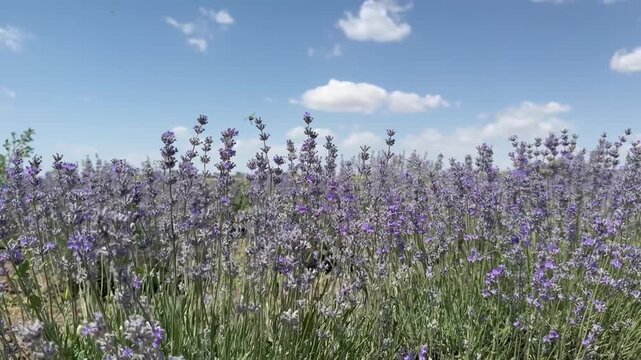 Lavender field. Fragrant lavender flowers. Landscape. Nature landscape composition. Blooming lavender. Aromatherapy. Blooming bushes.