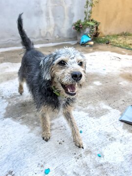 perrito