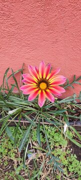 flor