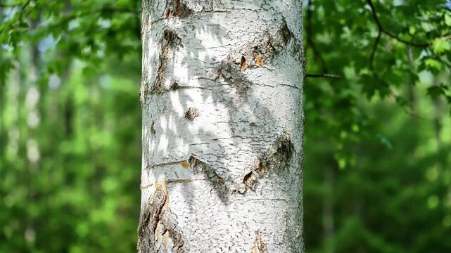 Birch tree trunk close-up showing white bark and wooden textures wood forest nature texture pattern