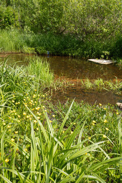 Shallow marshy water with yellow buttercup flowers and lush green grass along the bank in the Far North of Russia. Subarctic summer nature landscape.