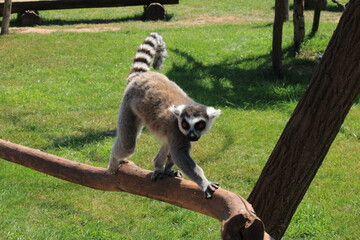 Fototapeta premium Lemur idzie po gałęzi w parku zoologicznym 