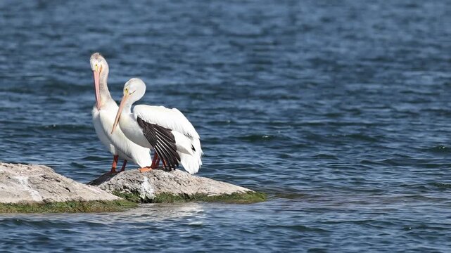 American white pelican cleaning feathers with its bill &ndash; close-up.