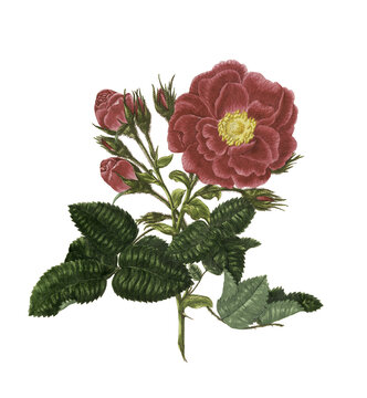 Restored vintage botanical illustration of Rosa centifolia Stepney Rose by Mary Lawrence