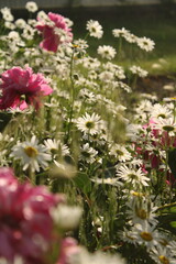 Obraz premium Sunlit field of white daisies and pink peonies blooming in a summer garden with soft backlighting and shallow depth of field.