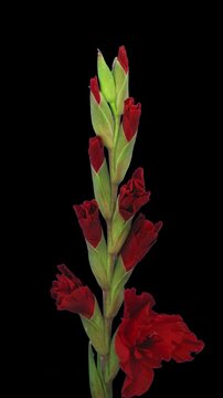 Time lapse of a red gladiolus growing and blooming on a black background. Vertical 4K video showing flower development from buds to full blossom, ideal for nature, gardening and botanical projects.