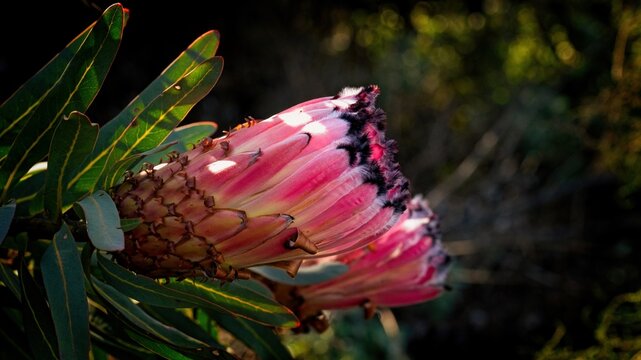 A pair of pink sugarbush flowers caught in the late afternoon light above the Langkloof valley.