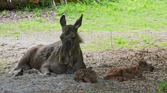 Family of moose or elk, Alces alces is the largest extant species in the deer family. Moose are distinguished by the broad, flat, or palmate antlers of the males.