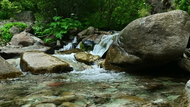 Flowing river water cascades over rocks in a lush green forest setting