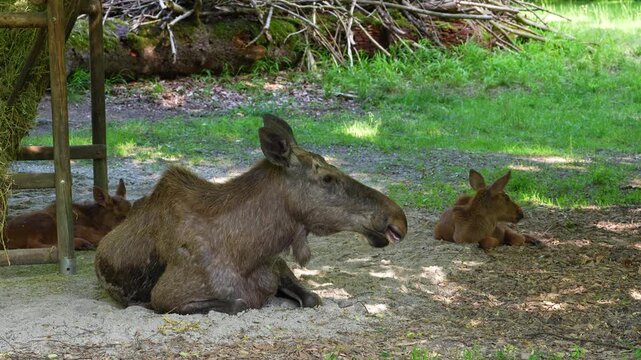 Family of moose or elk, Alces alces is the largest extant species in the deer family. Moose are distinguished by the broad, flat, or palmate antlers of the males.