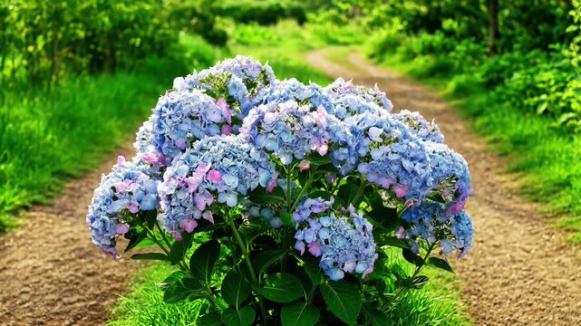 Blue hydrangea bush growing along a winding rural dirt path flowers nature garden blossom shrub flowers nature garden