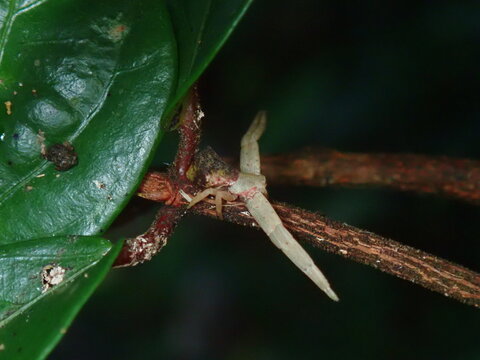 Captivating macro shot of a wild predatory spider poised in an ambush position on a tropical plant leaf.