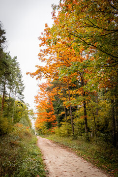 View of a dirt path winding through a forest with vibrant autumn foliage and colorful trees in Versoix, Geneva, Switzerland.