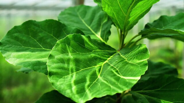 Green plant leaves with detailed veins growing in a bright greenhouse setting, closeup view foliage leaf tropical