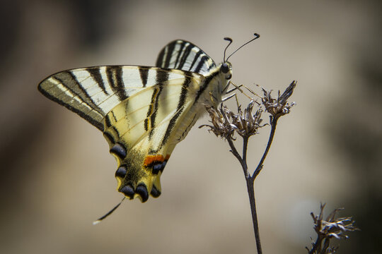 View of a scarce swallowtail butterfly perched on a dried plant stem with delicate wings and striped patterns in Siena, Tuscany, Italy.