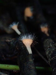 Intricate macro shot focusing on the delicate hair structures along the rim of a wild cup fungus in a damp forest floor environment. © Amonrat