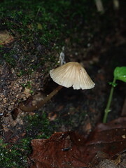 Fototapeta premium Detailed macro photograph of tiny pinhead mushrooms growing delicately on a fallen forest leaf in a humid rainforest. Ideal for nature lovers, mycology enthusiasts, and biological prints.