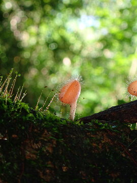 Artistic macro photograph of a wild hairy cup fungus with soft blurred bokeh background in a deep green forest environment.