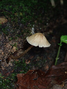Detailed macro photograph of tiny pinhead mushrooms growing delicately on a fallen forest leaf in a humid rainforest. Ideal for nature lovers, mycology enthusiasts, and biological prints.