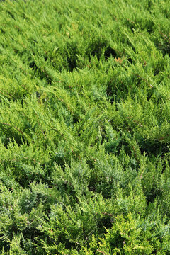Green juniper bush texture background with dense evergreen foliage in natural sunlight