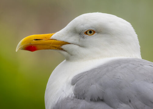 A profile close-up of a seagull's head and upper body against a soft background.