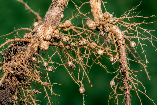 Soybean roots infected by root-knot nematodes showing severe gall formation