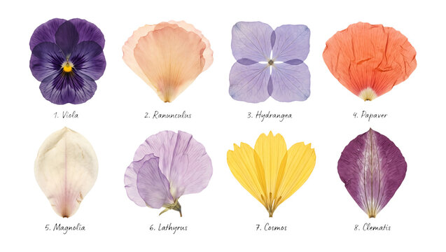 Numbered Pressed Flowers and Petals Collection Isolated