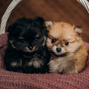 Two cute fluffy pomeranian spitz puppies sitting in wicker basket together. Cozy newborn pet lifestyle portrait.
