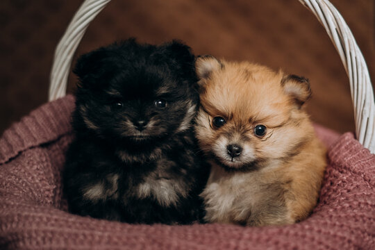 Two cute fluffy pomeranian spitz puppies sitting in wicker basket together. Cozy newborn pet lifestyle portrait.