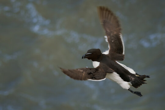 Razorbill Alca torda in flight over sea, white stripe on thick black bill, black and white plumage, deep diving auk seabird of North Atlantic, closest relative of extinct great auk, near threatened