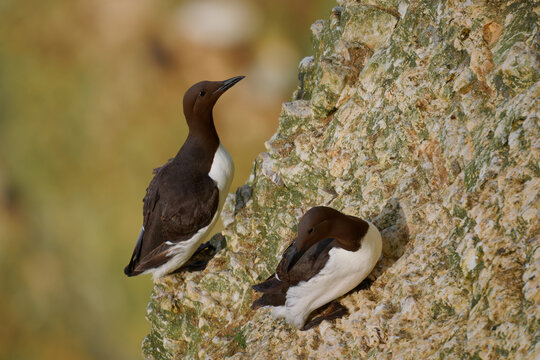 Common Murre Uria aalge pair on chalk sea cliff ledge, breeding colony seabird, dark brown head white breast pointed beak, deep diving auk of North Atlantic and Pacific, least concern species